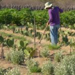 rendimento-de-trabalhador-rural-sobe-5,5%-no-1o-trimestre