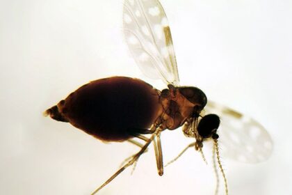 antes-restrita-a-amazonia,-febre-oropouche-se-espalha-pelo-pais