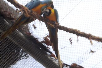 morte-de-mais-quatro-aves-fecha-ao-publico-zoologico-do-rio