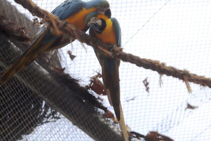 morte-de-mais-quatro-aves-fecha-ao-publico-zoologico-do-rio