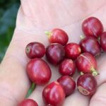 china-habilita-183-empresas-brasileiras-a-exportar-cafe-para-o-pais