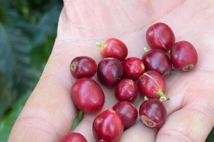 china-habilita-183-empresas-brasileiras-a-exportar-cafe-para-o-pais