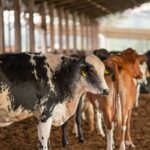 dois-lotes-da-vacina-excell-10-podem-ter-matado-quase-200-animais