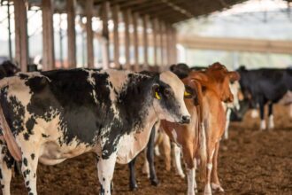 dois-lotes-da-vacina-excell-10-podem-ter-matado-quase-200-animais