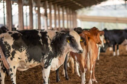 dois-lotes-da-vacina-excell-10-podem-ter-matado-quase-200-animais