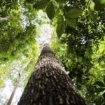 paises-defendem-fundo-florestal-com-recursos-carimbados-para-indigenas