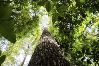 paises-defendem-fundo-florestal-com-recursos-carimbados-para-indigenas