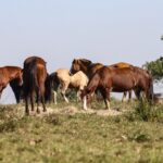 tres-pessoas-tiveram-encefalite-equina-venezuelana-no-am,-diz-fiocruz