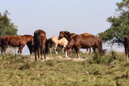 tres-pessoas-tiveram-encefalite-equina-venezuelana-no-am,-diz-fiocruz