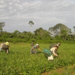 lista-de-desconto-em-credito-para-a-agricultura-familiar-e-ampliada