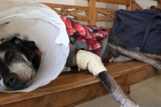 camara-aprova-projeto-que-tipifica-exercicio-ilegal-da-veterinaria