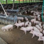 producao-de-carne-suina-e-de-frango-tera-volume-recorde-em-2026