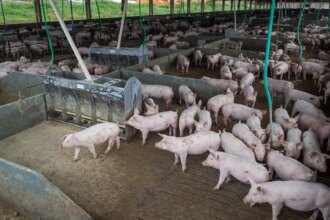 producao-de-carne-suina-e-de-frango-tera-volume-recorde-em-2026