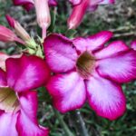 hoje-e-dia:-inicio-da-primavera-e-datas-ligadas-a-saude-sao-destaques