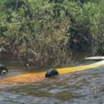 fab-intercepta-aeronave-suspeita-procedente-do-peru