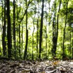 producao-florestal-do-pais-cresce-16,7%-e-chega-a-r$-44,3-bi-em-2024