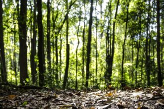 producao-florestal-do-pais-cresce-16,7%-e-chega-a-r$-44,3-bi-em-2024