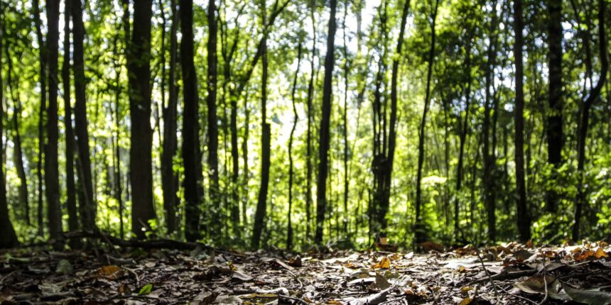 producao-florestal-do-pais-cresce-16,7%-e-chega-a-r$-44,3-bi-em-2024