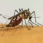 infeccoes-por-aedes-aegypti-elevam-risco-de-complicacoes-no-parto