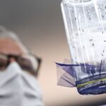fabrica-de-mosquitos-oferece-tecnologias-para-reducao-da-dengue