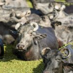 fazendeiro-planeja-criar-universidade-do-bufalo-na-ilha-de-marajo