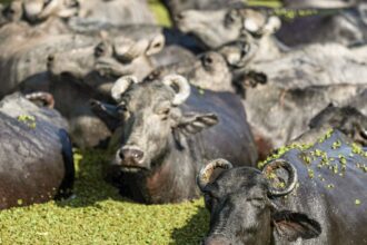 fazendeiro-planeja-criar-universidade-do-bufalo-na-ilha-de-marajo