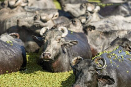 fazendeiro-planeja-criar-universidade-do-bufalo-na-ilha-de-marajo