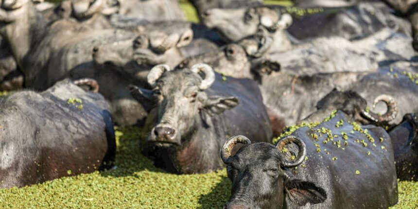 fazendeiro-planeja-criar-universidade-do-bufalo-na-ilha-de-marajo