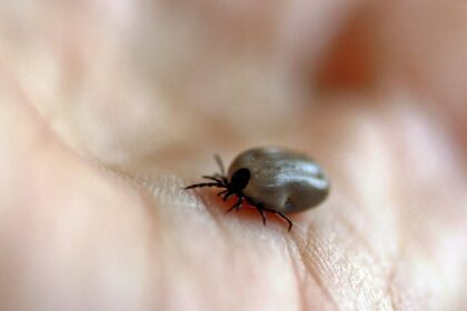 parque-no-interior-de-sp-e-interditado-apos-mortes-por-febre-maculosa