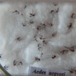 pesquisa-do-butantan-padroniza-nomenclatura-de-virus-da-dengue