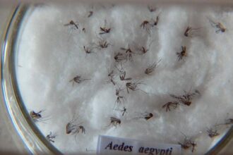 pesquisa-do-butantan-padroniza-nomenclatura-de-virus-da-dengue