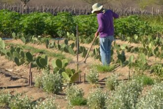 cmn-simplifica-credito-rural-a-populacoes-tradicionais-e-extrativistas