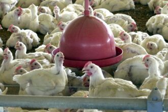 china-suspende-proibicao-de-compra-de-carne-de-frango-do-brasil