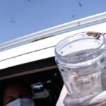 saude-libera-mosquitos-estereis-para-frear-reproducao-do-aedes