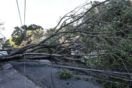 queda-de-arvore-provoca-morte-em-guarulhos,-diz-defesa-civil