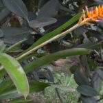especie-nova-de-bromelia-floresce-no-jardim-botanico-do-rio