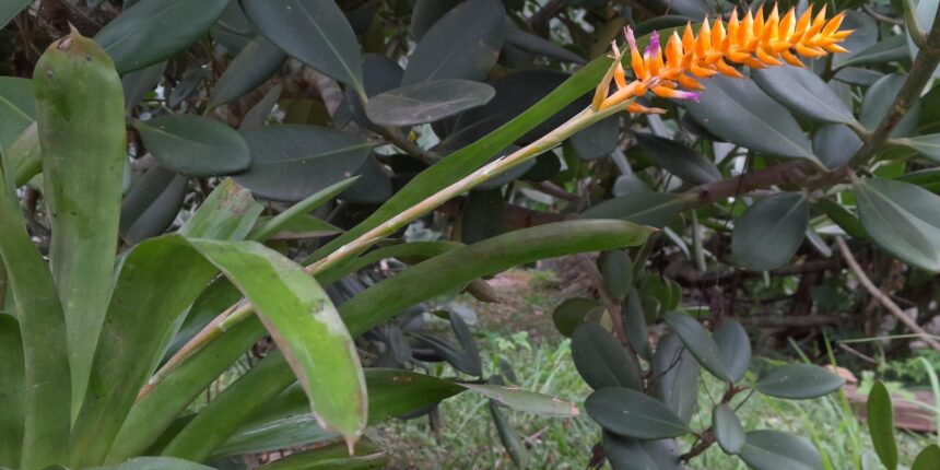 especie-nova-de-bromelia-floresce-no-jardim-botanico-do-rio