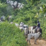 vaqueiro-e-morto-ao-ajudar-a-retirar-gado-invasor-de-area-indigena