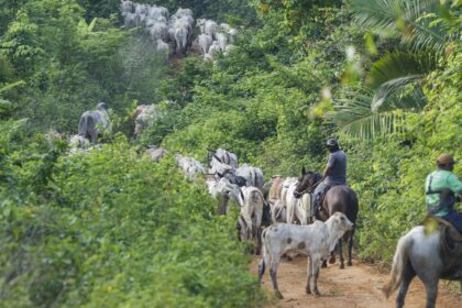 vaqueiro-e-morto-ao-ajudar-a-retirar-gado-invasor-de-area-indigena