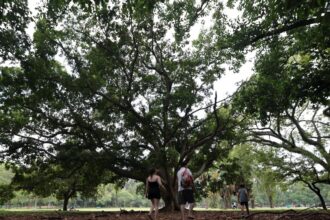 sp:-tres-pessoas-ficam-feridas-apos-arvore-cair-no-parque-ibirapuera