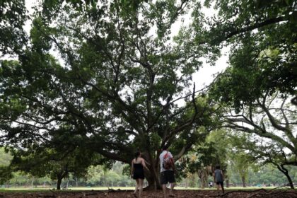 sp:-tres-pessoas-ficam-feridas-apos-arvore-cair-no-parque-ibirapuera