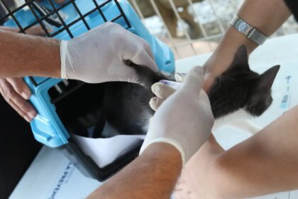 conselho-de-veterinaria-alerta-para-doenca-que-afeta-gatos