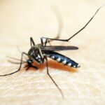 brasileiros-publicam-maior-estudo-ja-feito-sobre-sequelas-do-zika