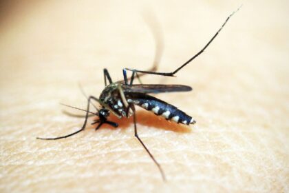 brasileiros-publicam-maior-estudo-ja-feito-sobre-sequelas-do-zika