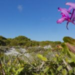 inpe-confirma-reducao-de-desmatamento-na-maioria-dos-biomas-em-2024