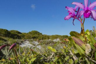inpe-confirma-reducao-de-desmatamento-na-maioria-dos-biomas-em-2024