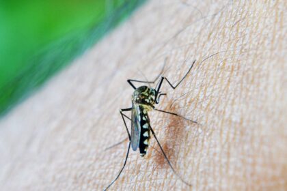estado-de-sao-paulo-confirma-primeira-morte-por-dengue-em-2026