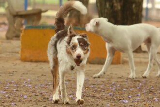 mais-de-300-pets-estarao-disponiveis-para-adocao-em-evento-em-sp