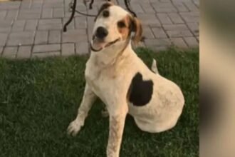 cachorro-comunitario-abacate-e-morto-por-um-tiro-no-parana