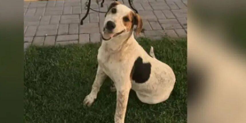 cachorro-comunitario-abacate-e-morto-por-um-tiro-no-parana